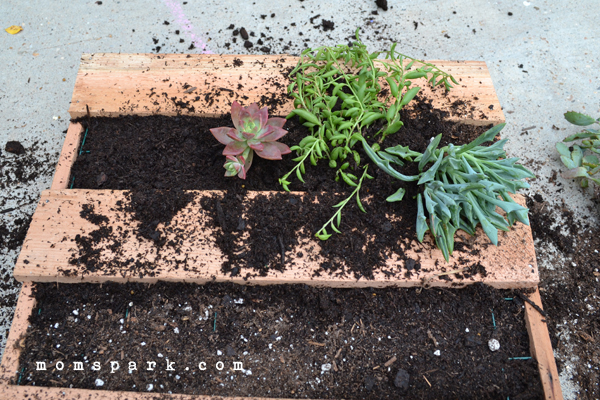 DIY Cedar Pallet Succulent Planter