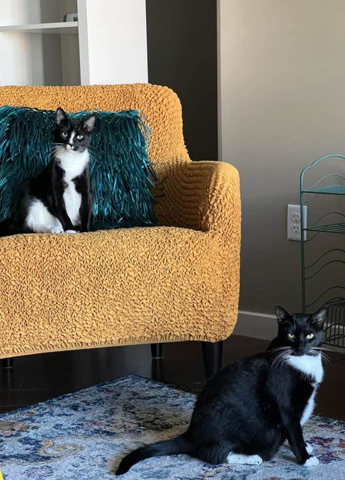 tuxedo cats