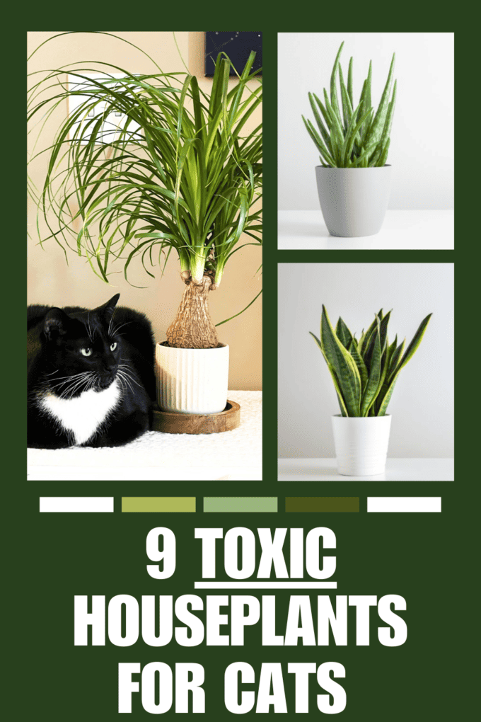 9 Common Poisonous and Toxic Houseplants for Cats