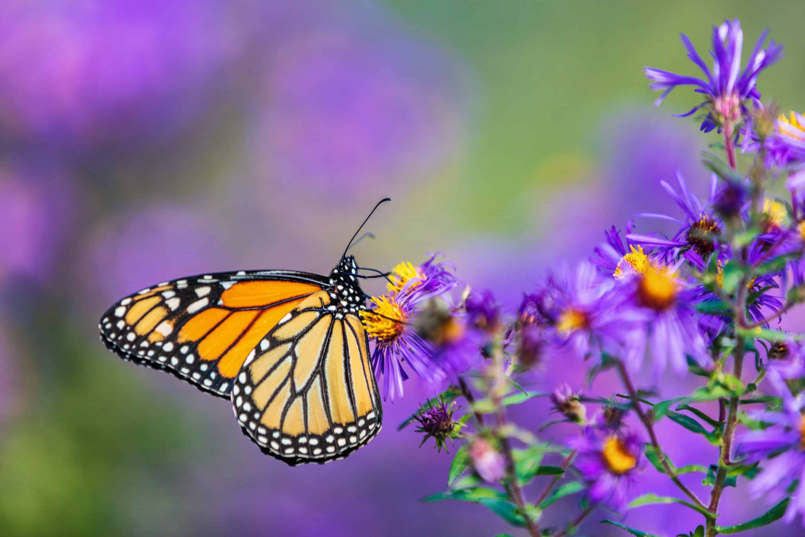 How to Create a Beautiful Butterfly Garden