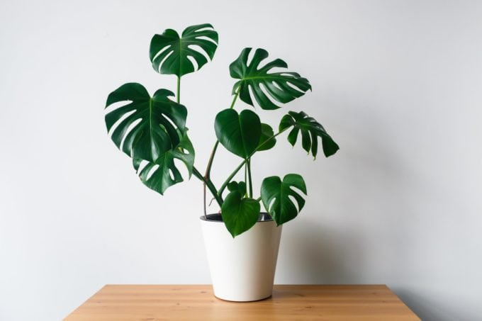 Cutleaf Philodendron (Monstera Deliciosa)