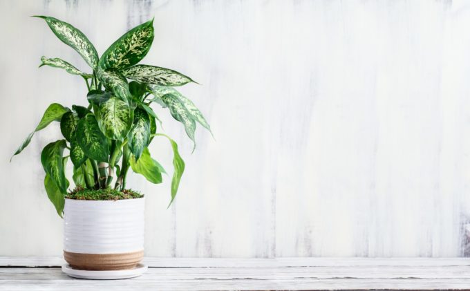 Dumb Cane (Dieffenbachia) - Poisonous Houseplants for Cats