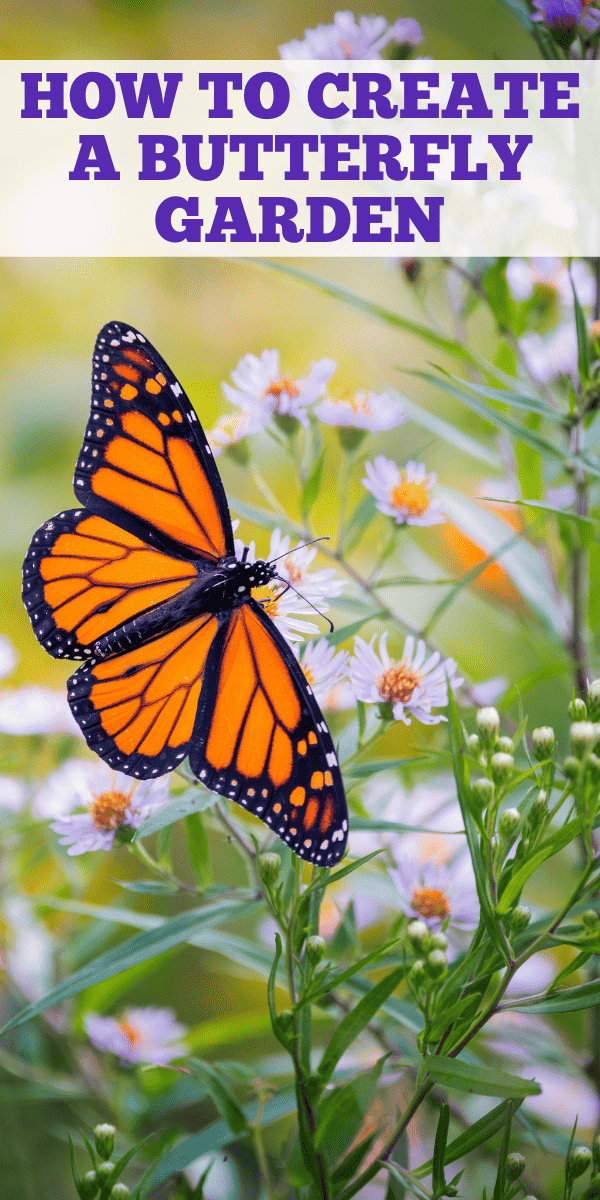 How to Create a Beautiful Butterfly Garden