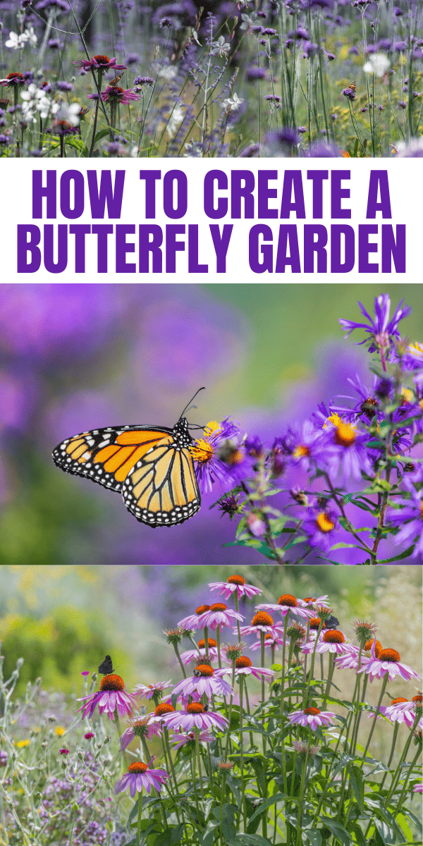 How to Create a Beautiful Butterfly Garden