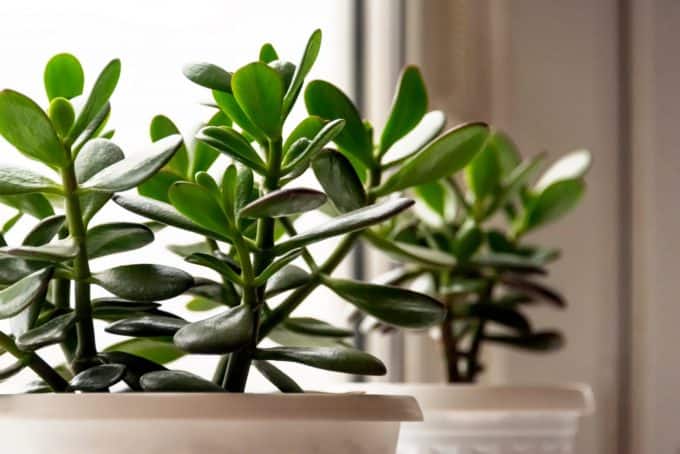 Jade Plants (Crassula)