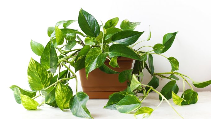 Pothos (Epipremnum aureum)