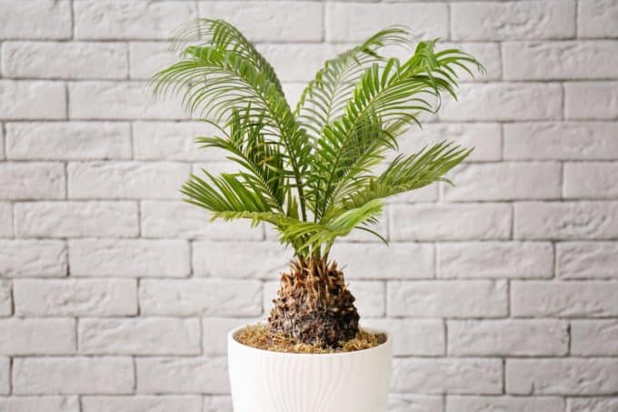 Sago Palm (Cycas revoluta) - Poisonous Houseplants for Cats